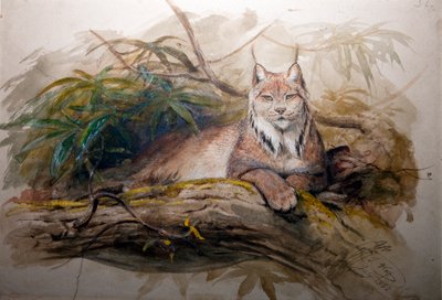 El lince canadiense (Felis canadensis) de Joseph Wolf